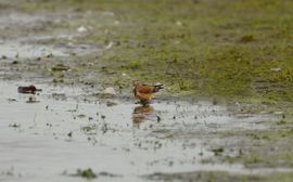 De frater heeft dorst.