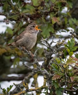 Jonge luidkeelse Winterkoning laat zich horen!