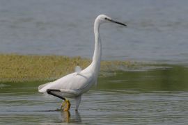 Kleine Zilverreiger 