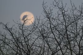 Zilverreiger in het laatste licht