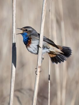 Kleurenpracht in het riet