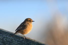 Roodborsttapuit in herfstig zonlicht