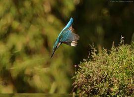 IJsvogel in duikvlucht 