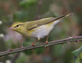 Wood Warbler in Spring 
