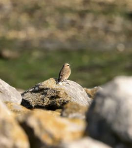 mooi uitzicht vanaf rots