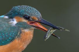 IJsvogel