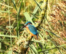 Ijsvogel Waterleidingduinen
