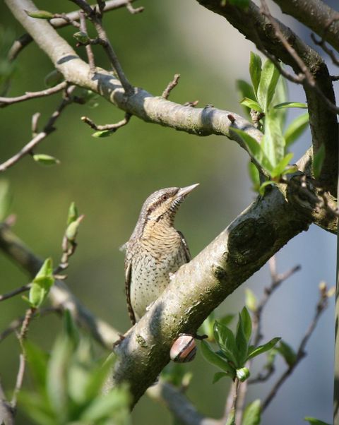 In De Tuin | Vogelbescherming