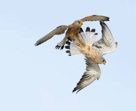 alles voor een vrouwtje