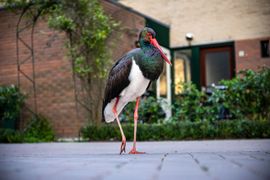 Zwarte ooievaar in woonwijk