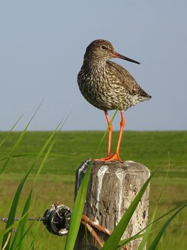 Tureluur op paaltje