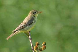 Spotvogel op stekeltak van braam