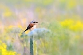 In de bloemetjes gezet