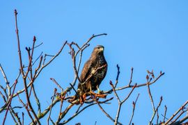 Buizerd die alles in de gaten heeft.