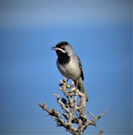 Rüppells grasmus: op z'n zangpost