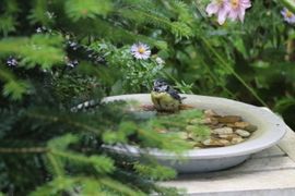 Heerlijk badderen in het nieuwe vogelbadje.