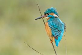 IJsvogel op de uitkijk