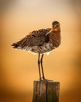 Grutto in de avondzon 