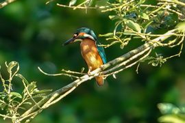 Het ijsvogeltje zit te genieten van de avondzon.