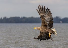 Zeearend met de catch of the day