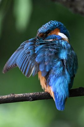 ijsvogel neemt tijd om veren te verzorgen