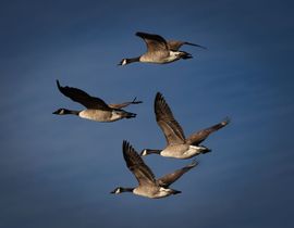 In vogelvlucht...