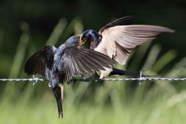 Jonge boerenzwaluw wordt gevoerd.