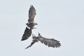 Zeearend oefent met jong voedseloverdracht in de lucht