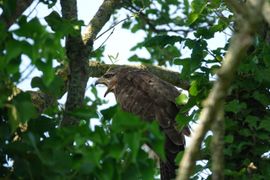 Buizerd