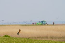 Grutto met natuurbeheer