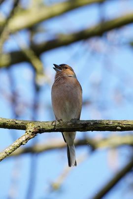 Vink Zingt