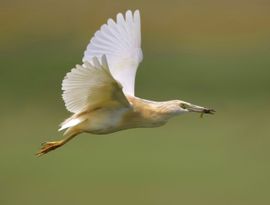 Ralreiger vliegt op met visje 