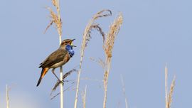 Baltsende Blauwborst