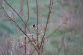Roodborsttapuit langs de Maas.