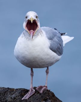 Visiting a Dentist