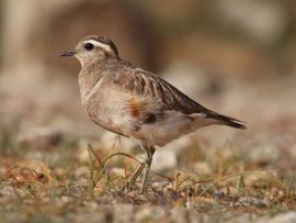 European Dotterel in Spring 