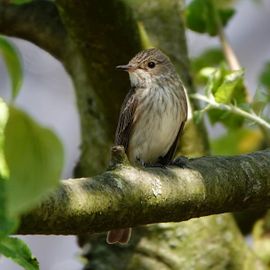 Grauwe vliegenvanger