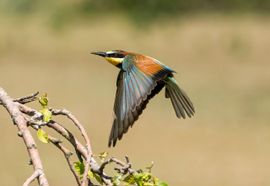 De Bijeneter in vlucht