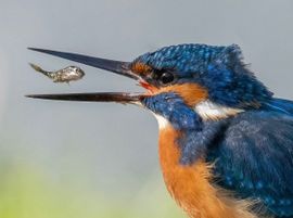 IJsvogel met visje