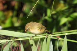Een tjiftjaf op zoek naar insecten tussen rietstengels 