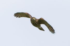 Sperwer in vlucht