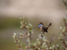 Uit volle (blauw)borst