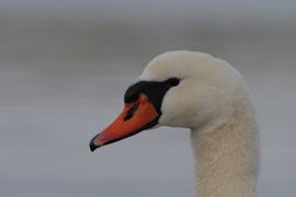 portret van een dame