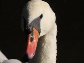 Knobbelzwaan