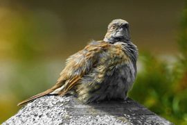 Heggemus droogt zich in de zon