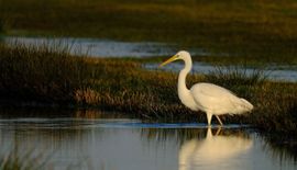 Foeragerende Grote Zilverreiger tijdens schemering. 