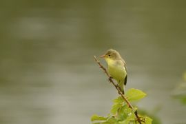 Spotvogel in het riet
