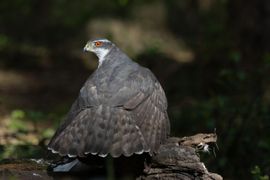 Afschermen van prooi