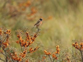 Roodborsttapuit in vuurdoorn