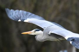 onze eigen blauwe reiger